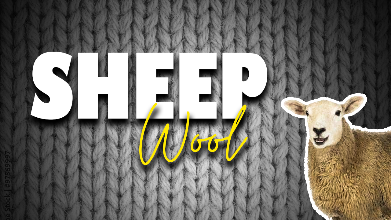 Sheep 🐑🐏  Wool